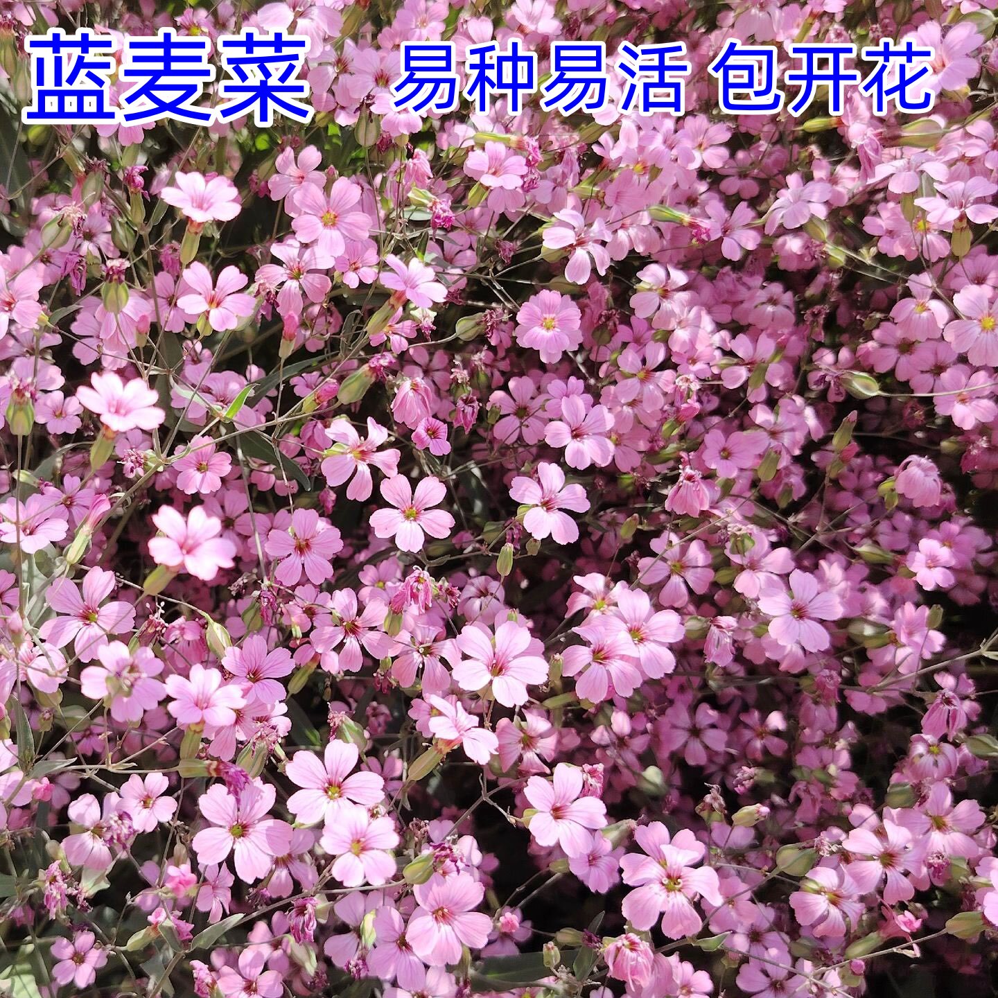 花种国产四季易活庭院露天麦菜图片
