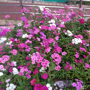 福禄考花种子丛生天蓝绣球花种籽子混色庭院芝樱花籽四季种盆栽