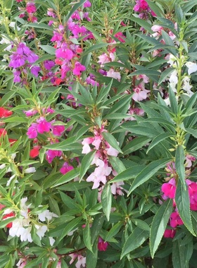 凤仙花种子种籽混色指甲花景观绿化盆栽庭院花种籽子四季播种耐旱