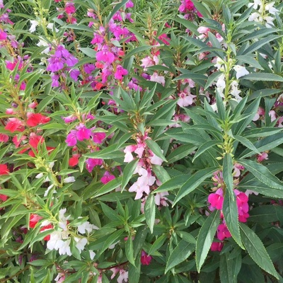 耐半阴凤仙花种子混色耐旱四季