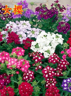 美女樱种子混色四季五色梅美人樱景观花海庭院室内外阳台花种籽子