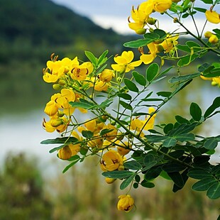 灭门孑蛇凤凰野决明苗蛇草种驱蛇种籽望江南种子籽盆栽灭门草花卉
