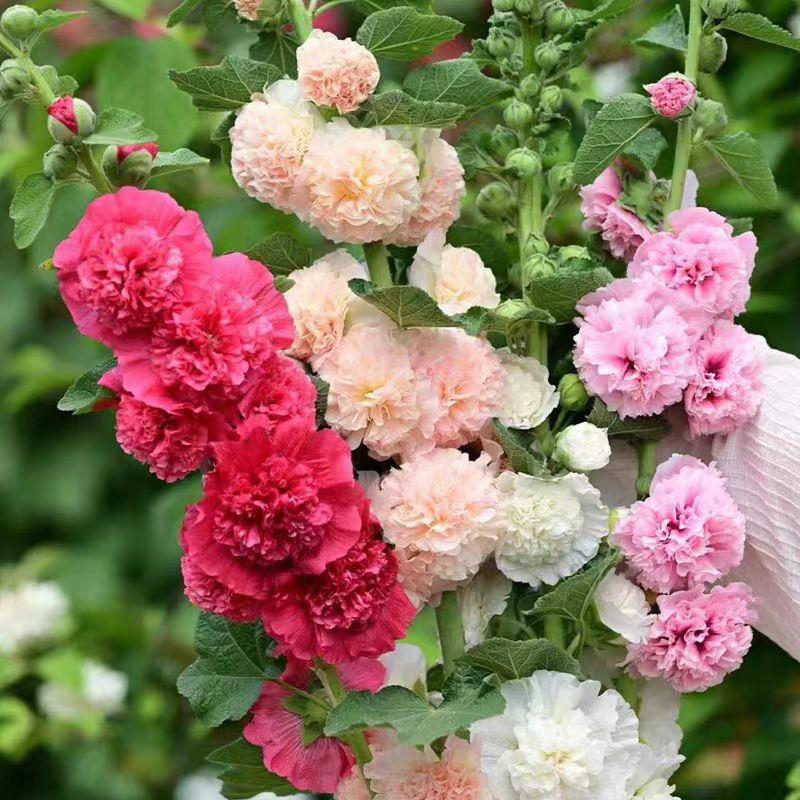 重瓣蜀葵花种子适合庭院小区花园四季播种开花室外易活花种籽子