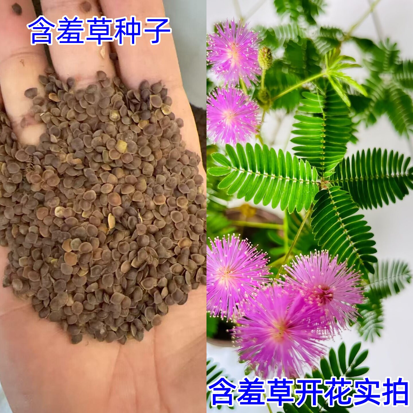 含羞草种子盆栽花草花卉种子阳台庭院种植易种盆栽花种籽子害羞草