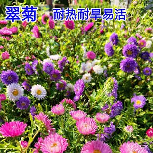 翠菊花种子混色江西腊七月菊花种籽子四季易种活混色阳台盆栽花卉