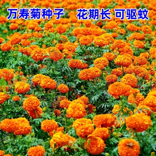 万寿菊种子四季播种开花易活臭芙蓉花种籽子孔雀草花种子万寿菊孑