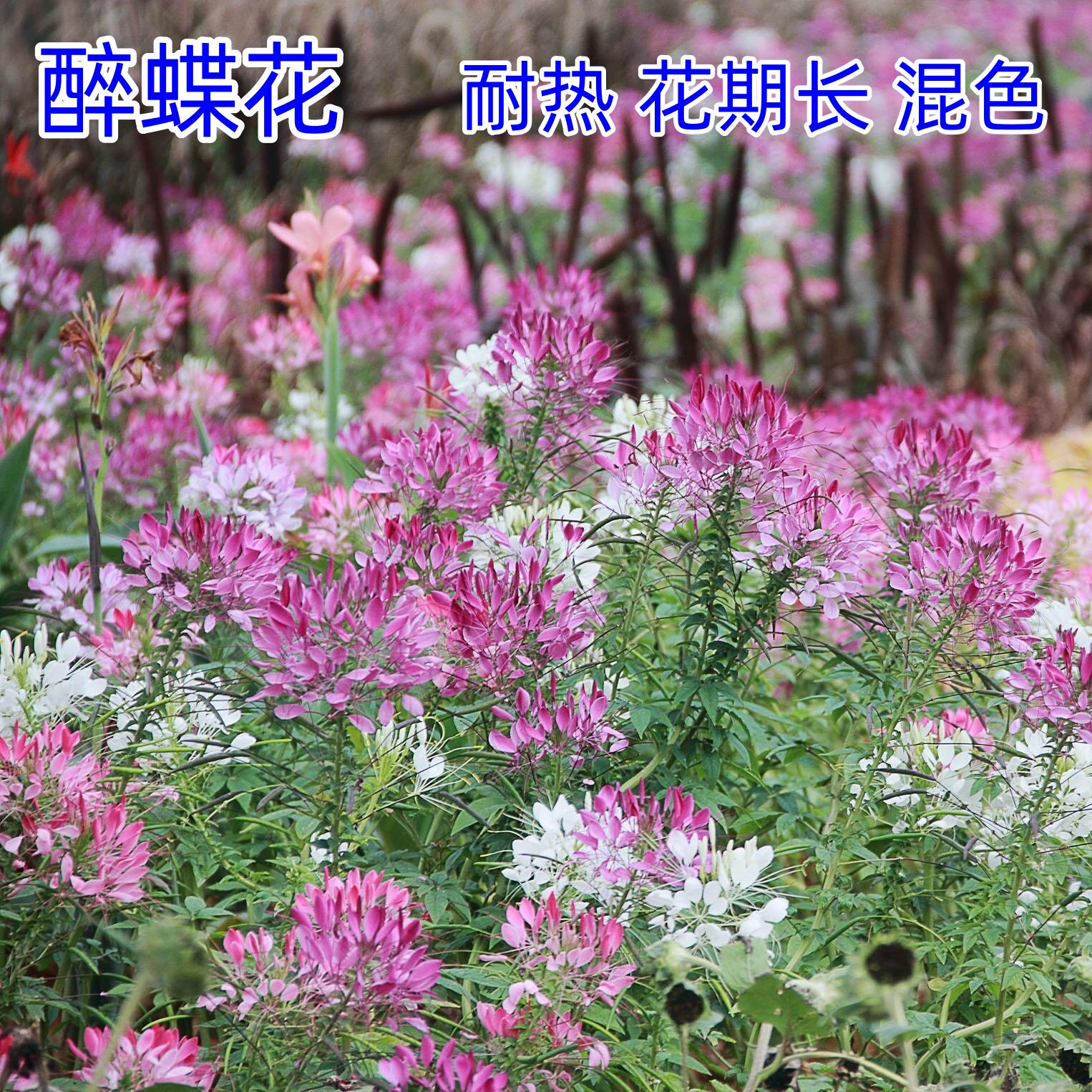 醉蝶花花种籽子混色高杆花海四季易活庭院室外盆栽醉蝴蝶花籽蜜源