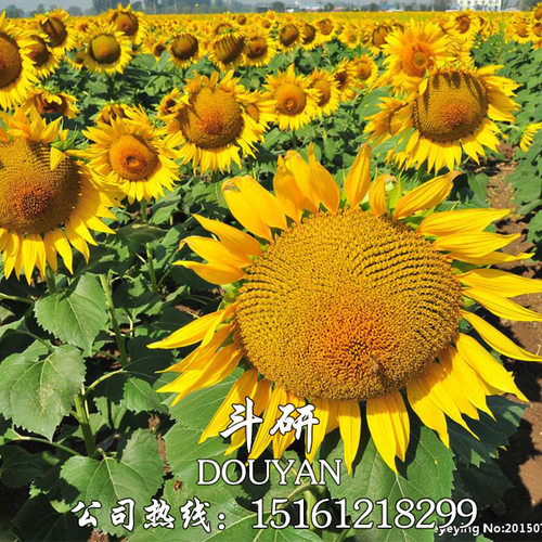 多头向日葵种子质量怎么样 多头向日葵种子口碑怎么样 小麦优选