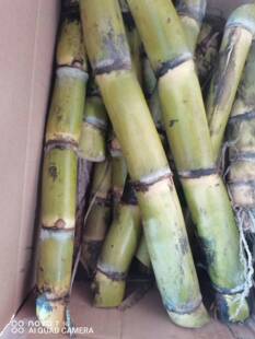 10根每根3-5芽广西桂林水果黄皮甘蔗种苗青皮甘蔗秧尾巴甘蔗梢顶