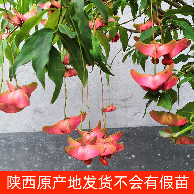 金丝吊蝴蝶树苗陕西卫矛原生金线吊蝴蝶盆栽花卉绿植开花庭院盆景