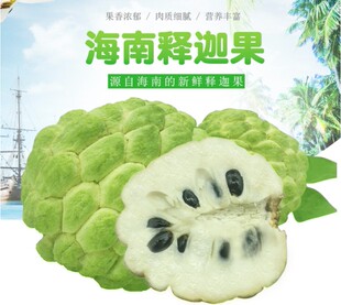 嫁接台湾凤梨果苗海南释迦果树苗番荔枝蜜佛头果佛陀果树苗当年结