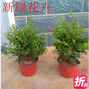 石榴花果树苗石榴花卉盆栽石榴花苗石榴树南方北方种植当年开花