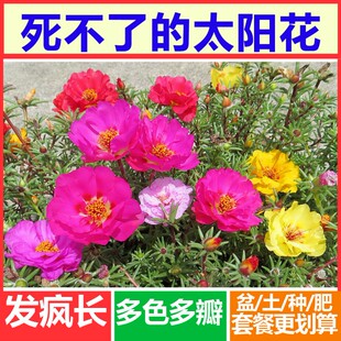 太阳花苗混色重瓣太阳花松叶牡丹带根发货室内室外阳台盆栽包邮