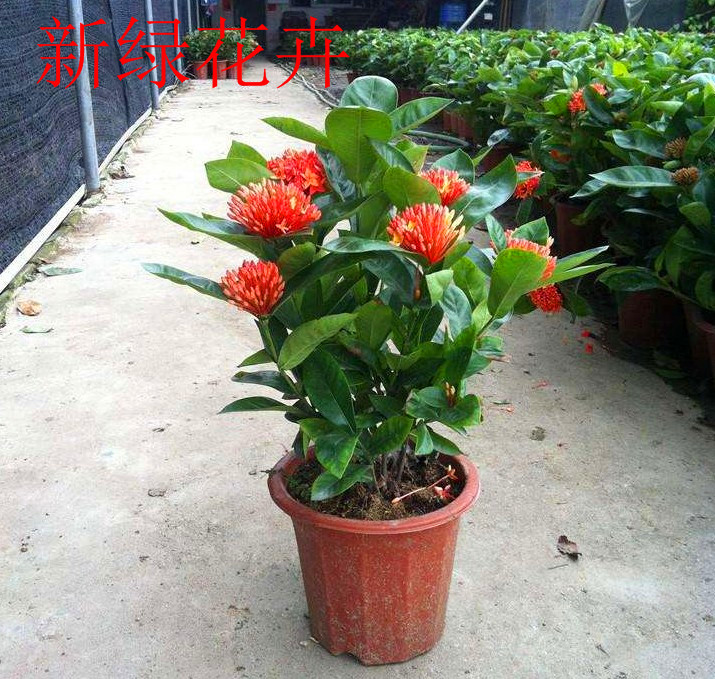 包邮 花卉盆栽 龙船花 龙船花苗仙丹花 百日红 山丹英丹花苗
