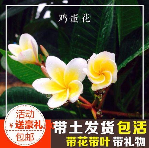 绿植树苗珍贵盆栽鸡蛋花包邮