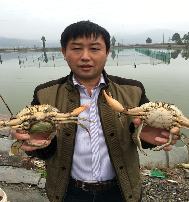 三门青蟹特大公蟹红膏蟹搭配各一斤一只鲜活海鲜水产海蟹螃蟹包邮