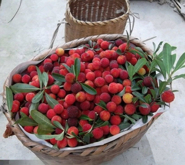 味浓高山新鲜野生杨梅3斤时令当季孕妇泡酒水果广东韶关土特产