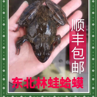 蛤蟆母豹子 东北特产 满油满籽 鲜活发货 蛤蟆