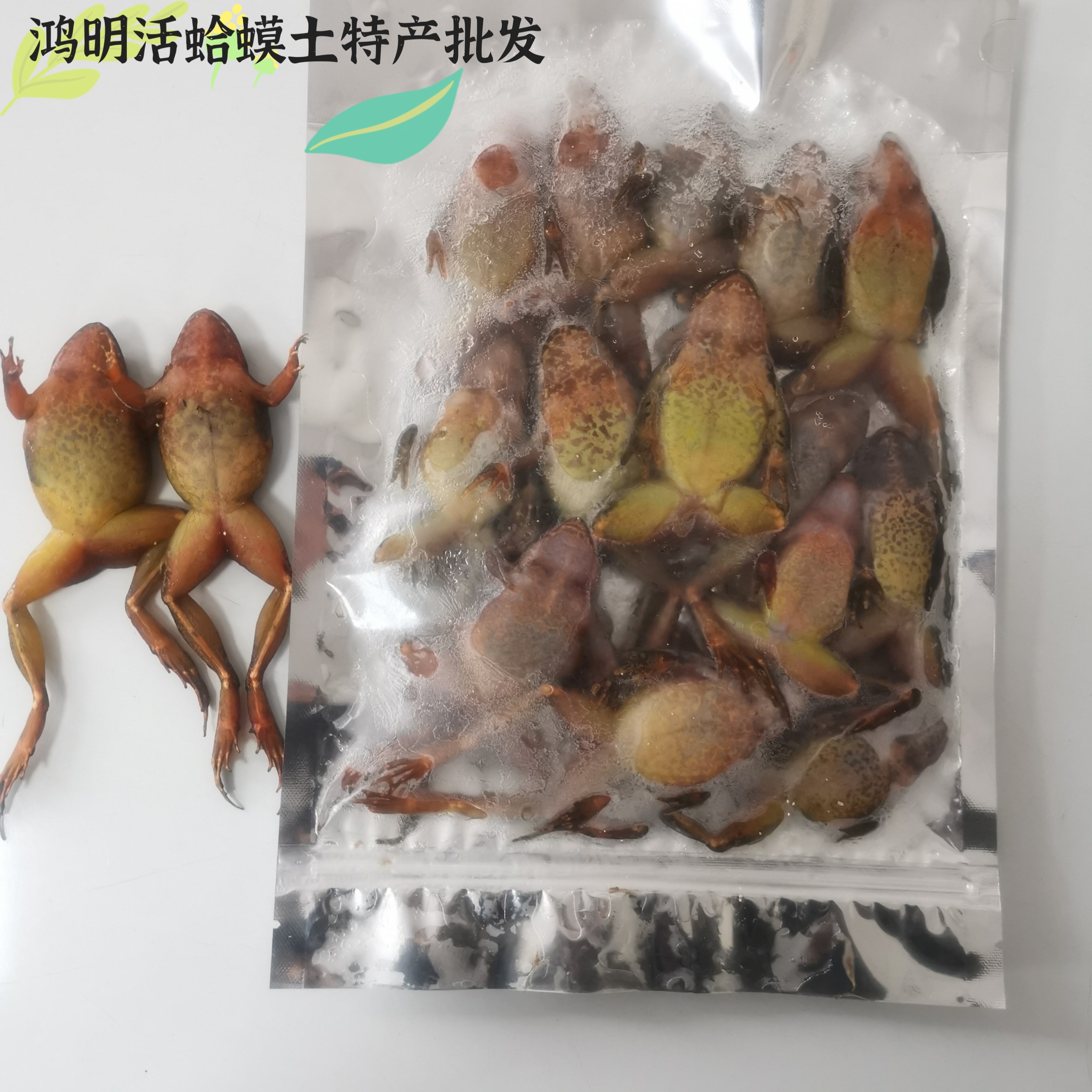 速冻活蛤蟆满油满籽一斤装