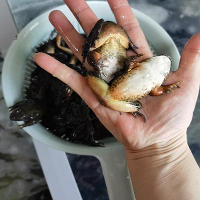 林蛙公林蛙活体东北林蛙黄肚公林蛙吉林蛤蟆24只左右一斤 3斤一份