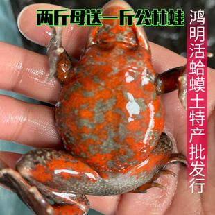 石蛤蟆 东北长白山雪蛤 满籽满油 全母 林蛙活蛤蟆 红肚哈士蟆