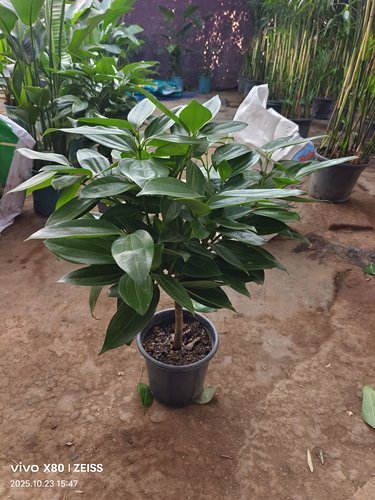 平安树盆栽客厅室内四季常青绿植物