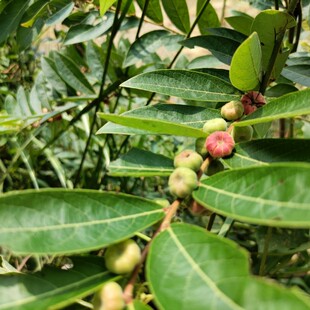 山里算盘子树桩野南瓜柿子椒算盘珠水金瓜红橘仔中药材绿植盆栽