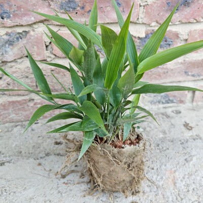 山里新鲜现挖淡竹叶苗 碎骨子 山鸡米 金鸡米 竹麦冬绿植盆栽