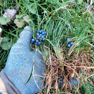 山里野生麦冬草新鲜现挖四季常春园林绿化庭院盆栽绿植