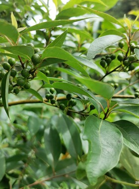 山苍子木姜子山胡椒山姜子落叶小乔木包邮赏花庭院山地