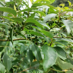 新鲜现挖山苍子木姜子山胡椒山姜子落叶小乔木包邮赏花庭院山地