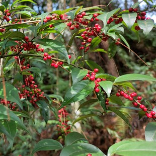 新鲜现挖毛冬青树桩茶叶冬青苦丁茶四季常青庭院盆栽观果绿植