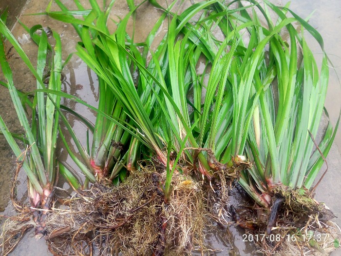 狗肉香洗手五香草包邮茴香菖蒲