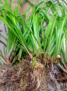狗肉香洗手五香草包邮茴香菖蒲