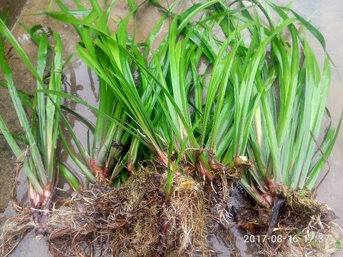 狗肉香洗手五香草包邮茴香菖蒲