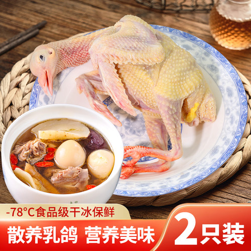 鲜杀鸽子煲汤土鸽子肉