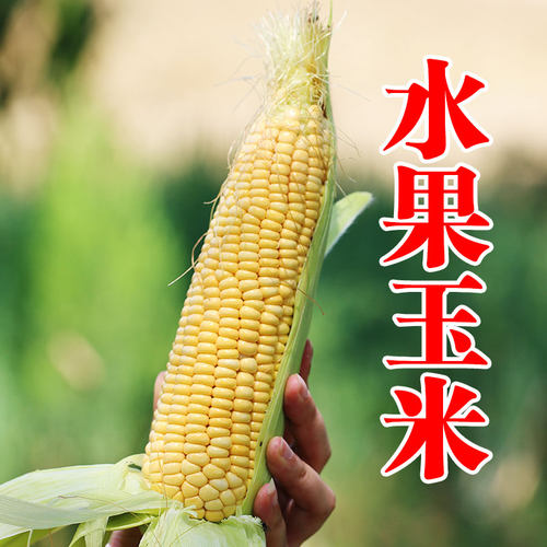 新鲜水果玉米爆浆农产品