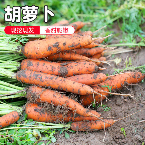 密云农家本地新鲜现摘胡萝卜