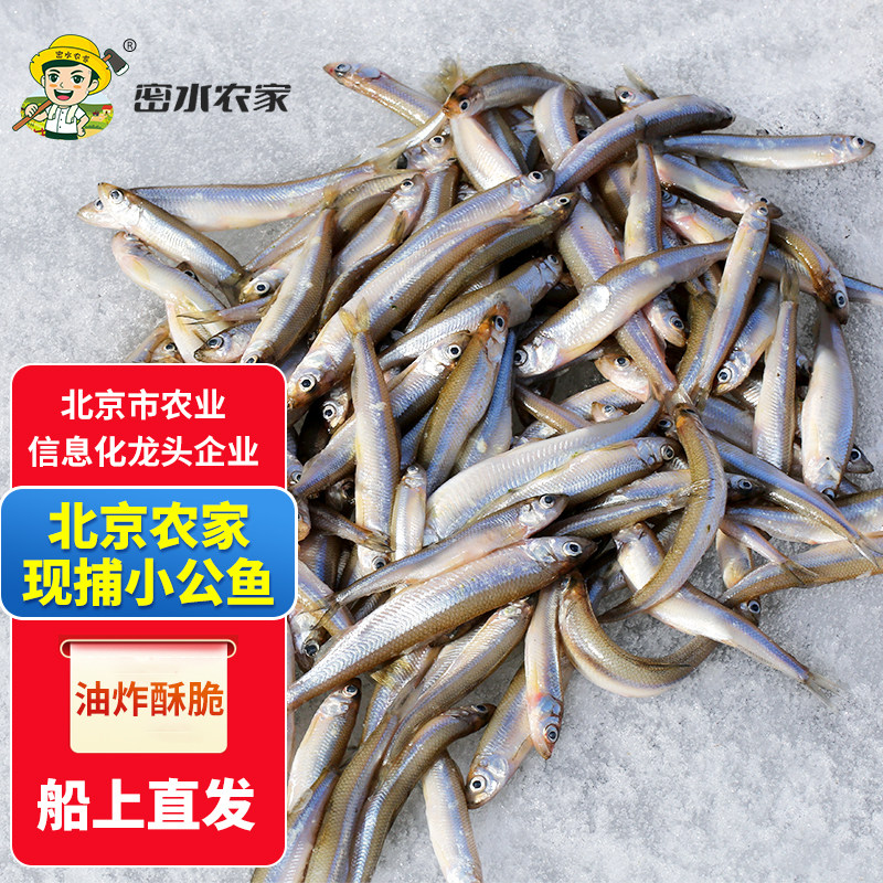 密水农家水库鱼 新鲜迷你小公鱼当日捕捞鲜鱼现杀现发小白条鱼2斤