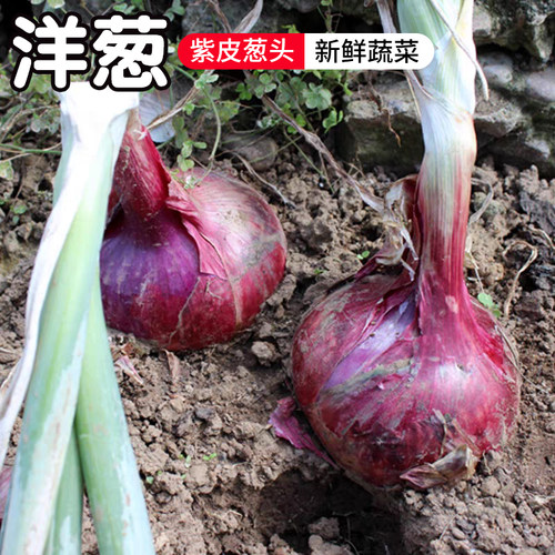 农家自种新鲜紫皮洋葱