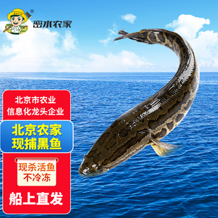 密水农家水库鱼 新鲜黑鱼当日捕捞鲜鱼 现杀现发乌鱼 生鲜约2斤