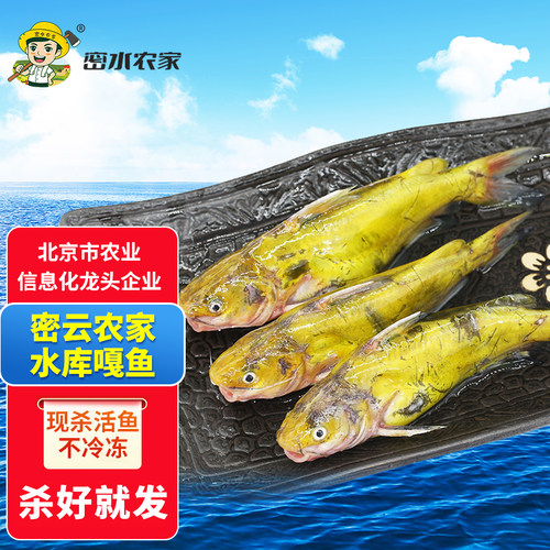 密云农家水源地新鲜嘎鱼