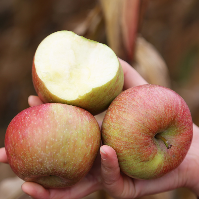 密水农家 国光苹果密云果园直发当季苹果 酸甜脆口果味浓郁 4斤,水产肉类/新鲜蔬果/熟食,苹果,淘宝优惠券,粉丝福利购,淘宝优惠卷