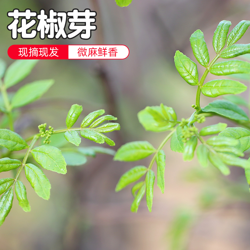 山区鲜嫩山坡花椒芽 新茬春叶 应季蔬菜 现摘新鲜野菜250g*2份