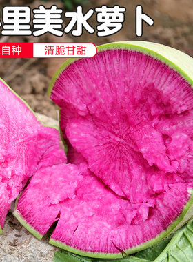 密水农家新鲜红心不辣心里美萝卜