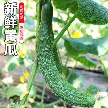 密云农家 长黄瓜 新鲜蔬菜 绿心嫩黄瓜 清脆甘甜爽口满屋飘香500g