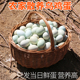 绿壳蛋 密水农家 农家林下散养乌鸡蛋柴鸡蛋 草鸡蛋宝宝孕妇辅食