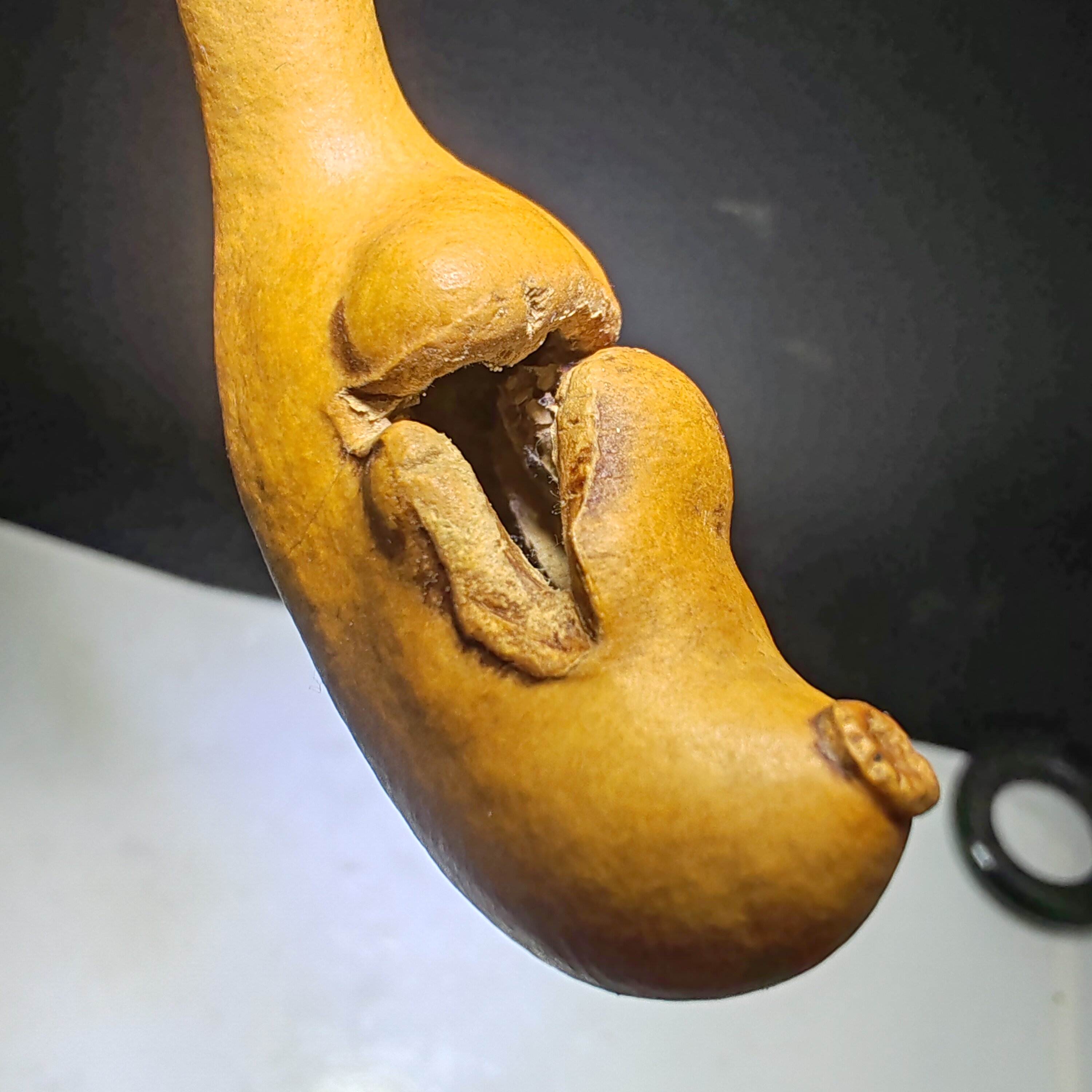 月牙罕见疙瘩瘤异形畸形奇形怪状葫芦