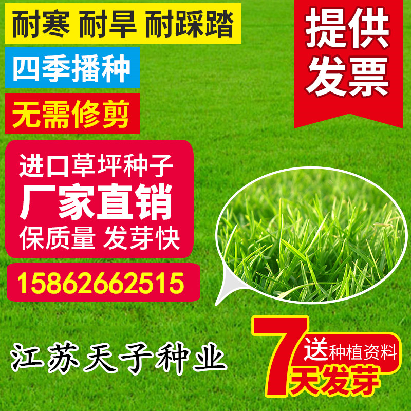 草坪种子四季青护坡草籽高羊茅狗牙根黑麦草耐践踏庭院绿化草种子