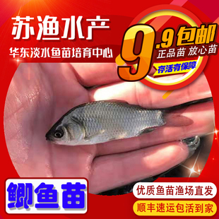 大规格鲫鱼苗中科鲫鱼银鲫苗方正银鲫黄金鲫小鲫鱼苗中科三中科五